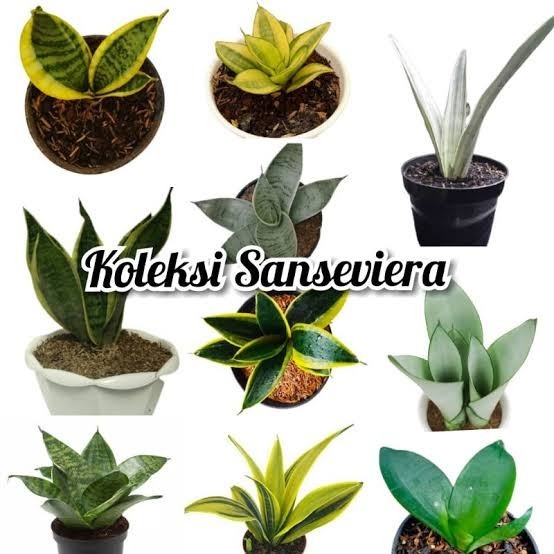 (TERLARIS) Jenis Tanaman Sansivera Koleksi Tanaman Hias Sansiviera Lidah Mertua - Sans. Hijau