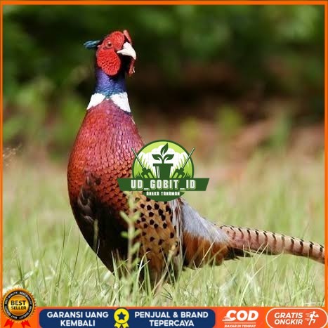 

Telur ayam ringneck pheasant green / telur ayam hias fertil siap tetas UD_GOBIT_ID