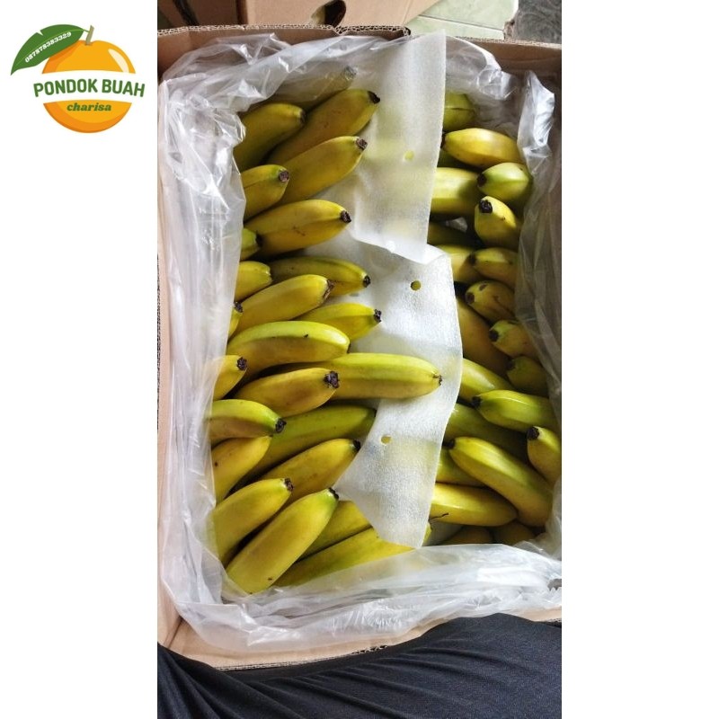 

PISANG CAVENDISH SUNPRIDE LEGIT DAN ENAK