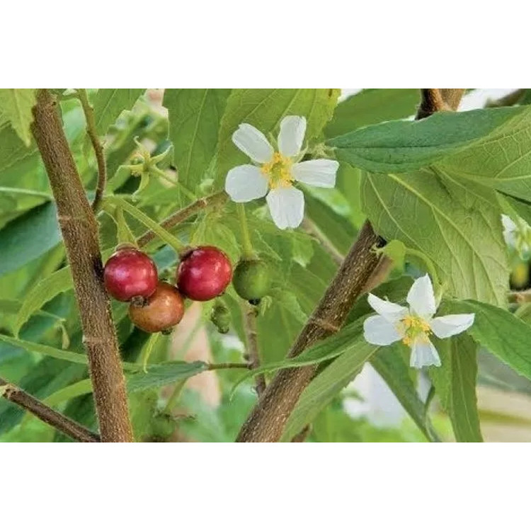 Bibit Tanaman Buah Ceri Kersen / Ceri Kersen Baleci