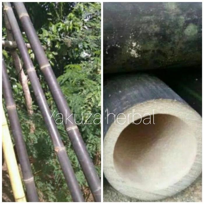 Bambu Wulung atau bambu hitam panjang 1m