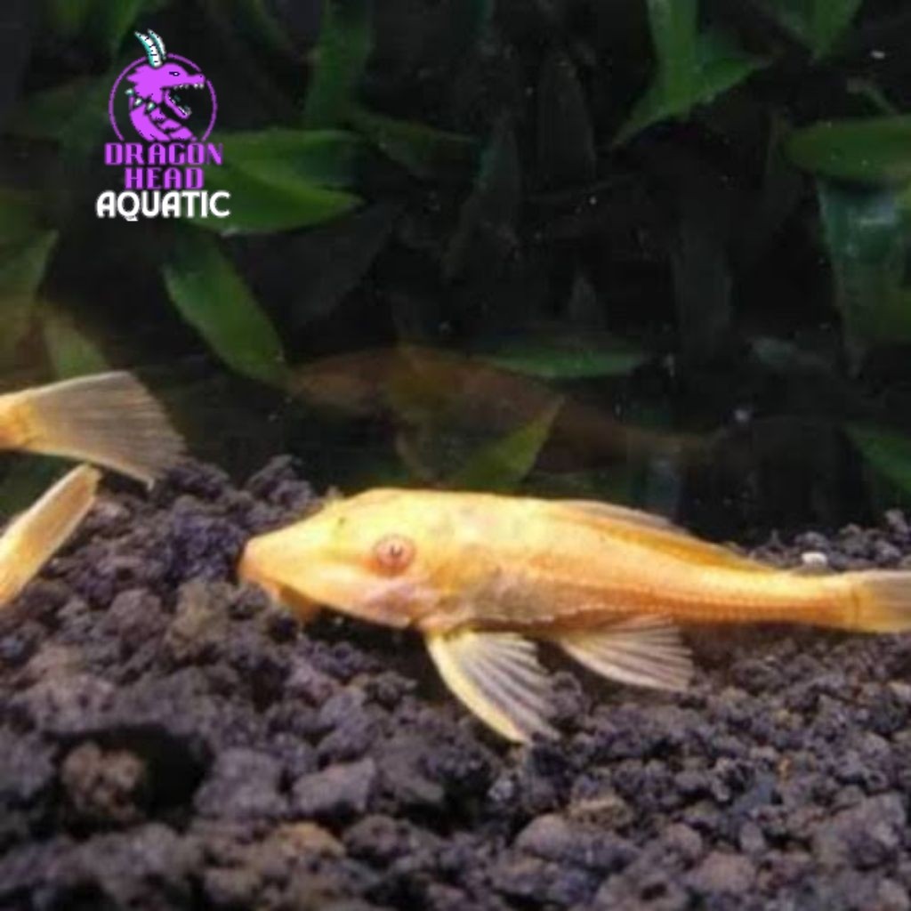 

Stiker sapu albino PAKET ISI 5 6-8 CM