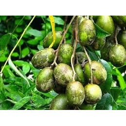 Bibit Kedondong Jumbo Super Cepat Berbuah