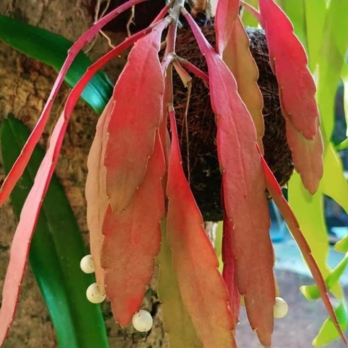 Tanaman hias Wijaya Kusuma tasbih Merah | Wijaya Kusuma Tasbih Rimbun Berbunga