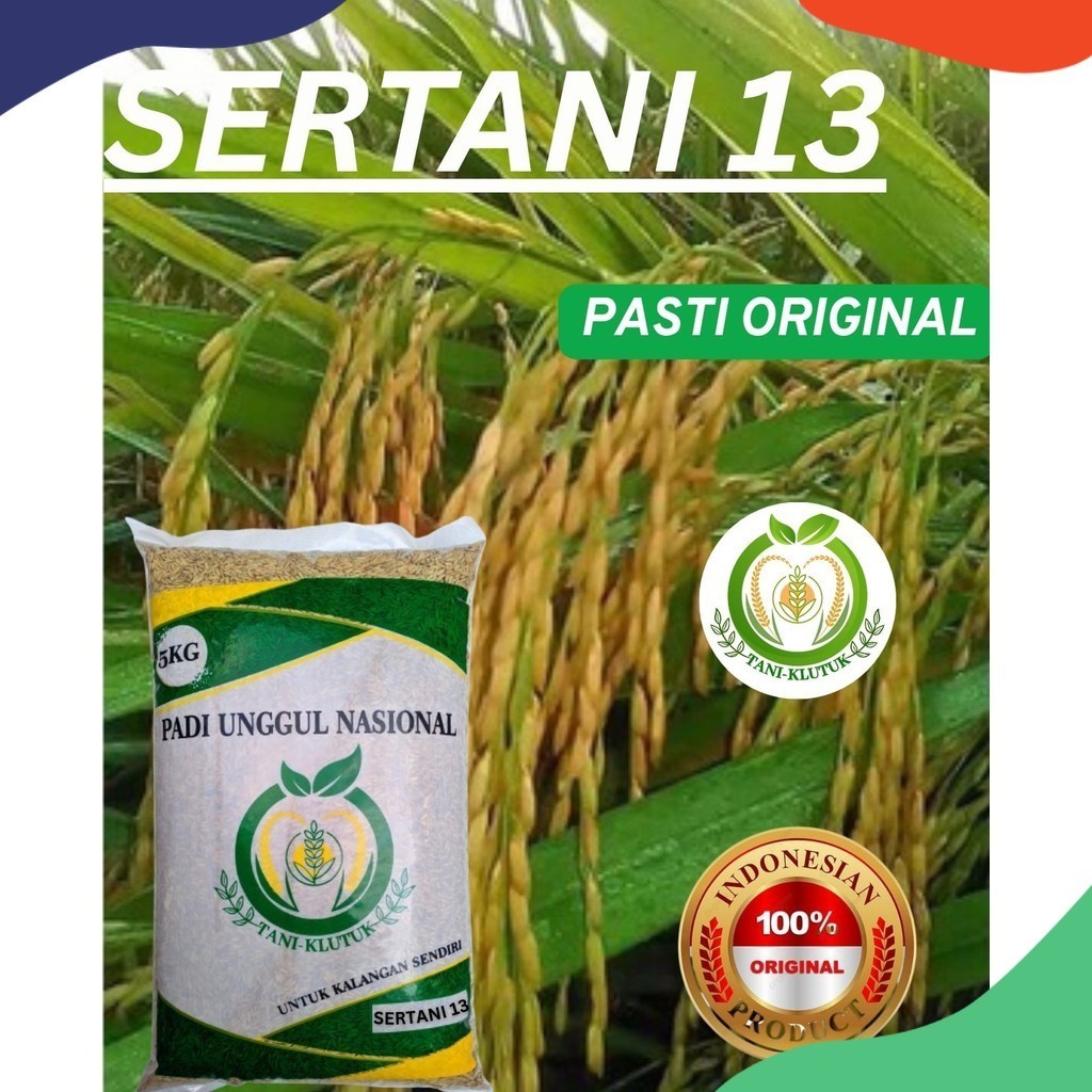 Biji Padi Unggul Sertani 13 Bibit Sertani 13 5KG ORIGINAL PRODUK TANI KLUTUK