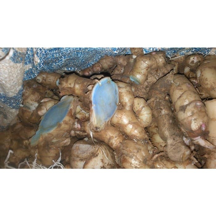 

COD TERMURAH temu ireng/temu hitam/kunyit hitam/bengle hitam basah(segar) 500gr