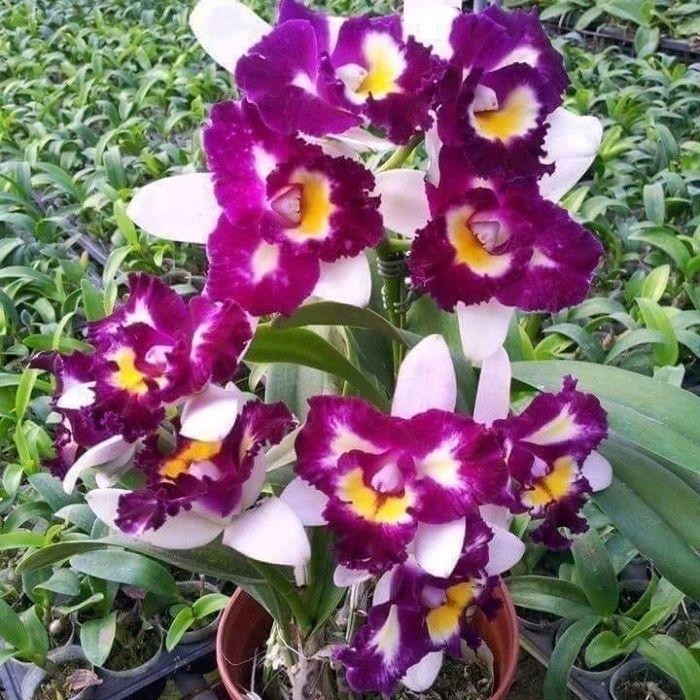 TERMURAH tanaman hias Anggrek Dendrobium purple white  siap berbunga Bibit tanaman hias Anggrek