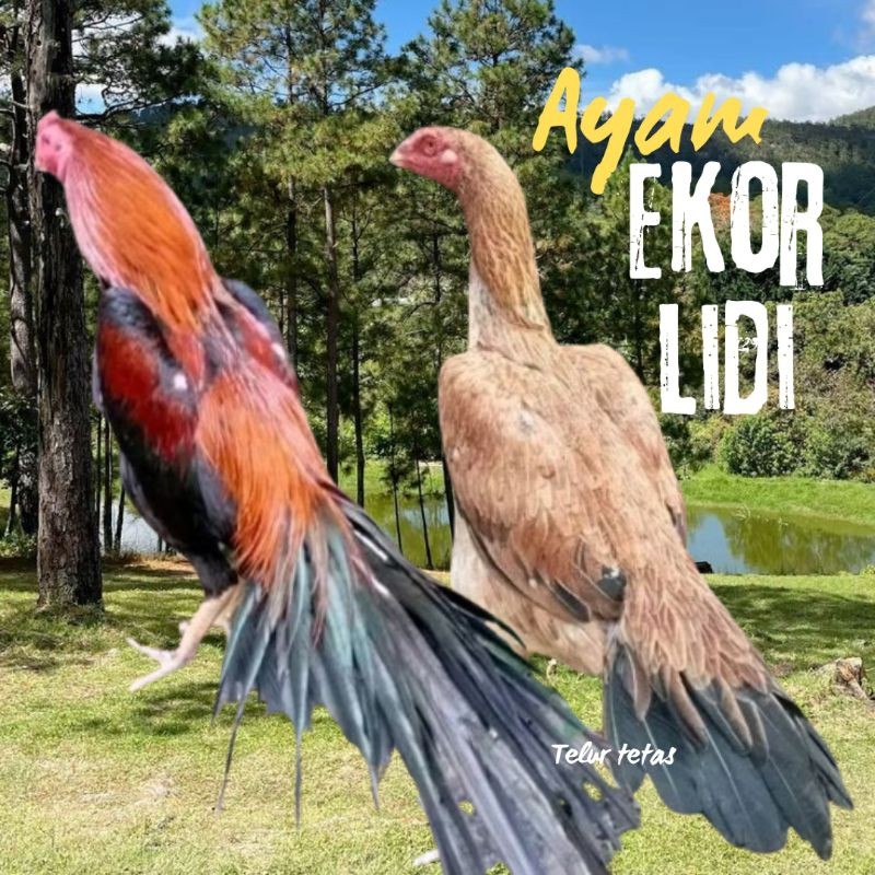 

telur ayam ekor lidi original asli super bisa untuk di tetaskan