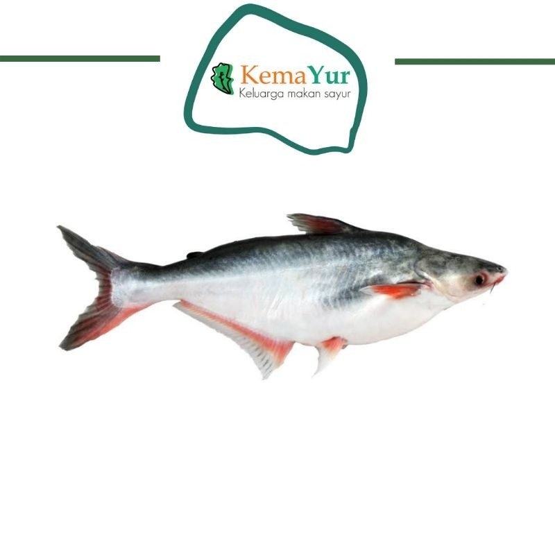 

IKAN PATIN FRESH 500 GR