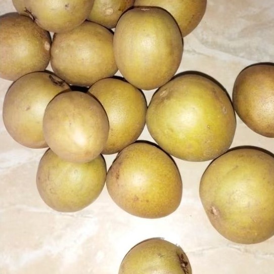 

Buah Sawo Matang Manis Segar 1 Kg – Buah Lokal Pilihan Berkualitas