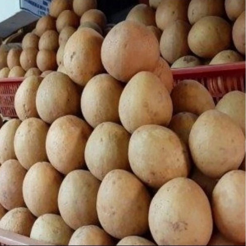 

Buah Sawo Manila Matang Pohon – Rasa Manis Alami dan Wangi