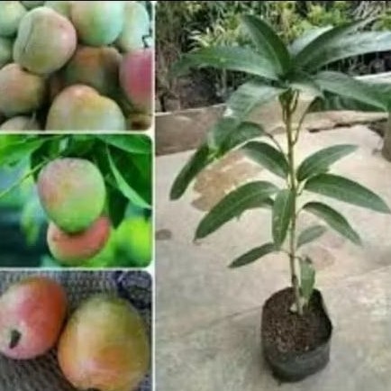 BIBIT MANGGA GEDUNG GINCU MAJALENGKA OKULASI TEMPEL/SAMBUNG