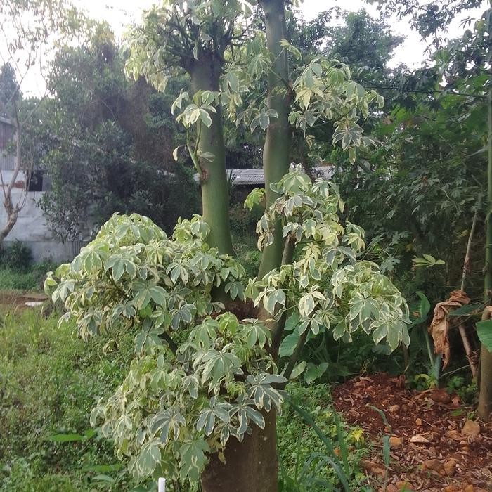 bonsai kapuk parigata Tanaman hias - MURAH