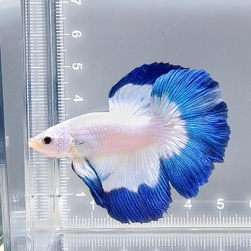 "PREMIUM", Cupang Plakat Halfmoon Dumbo Ear FCCP Fancy Hellboy Avatar Betta Fish (REAL PIC) Aman Pac