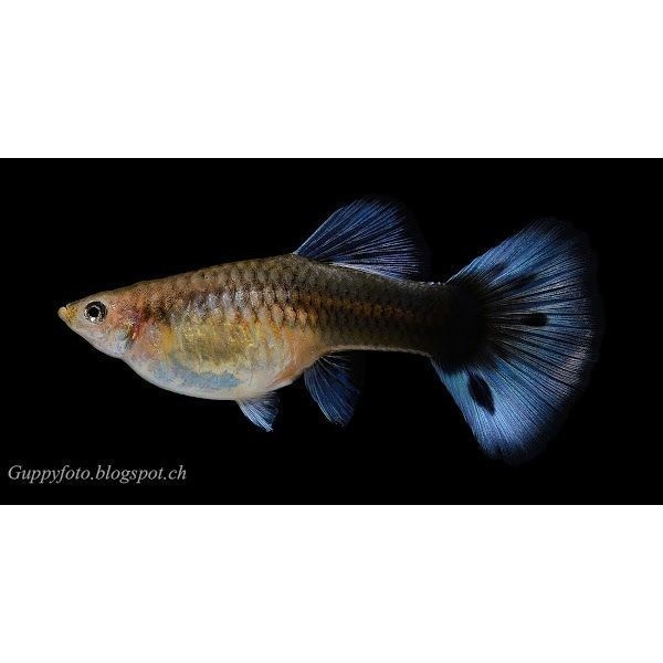 

stiker anomali HB BLUE guppy ikan hias gupi half blue moskow gopi aksesoris akuarium real beli 4 bonus 1