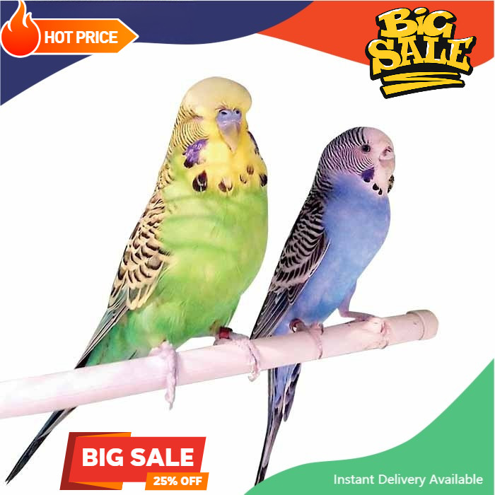 Burung Parrot Parkit Lokal Warna Sepasang promo murah