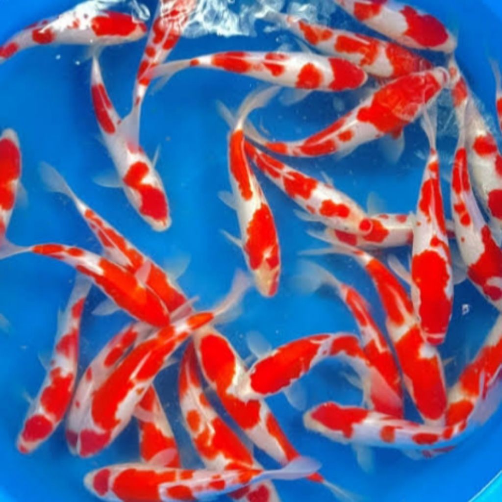Paket koi kohaku doitsu hiasan dekorasi aquarium dan kolam
