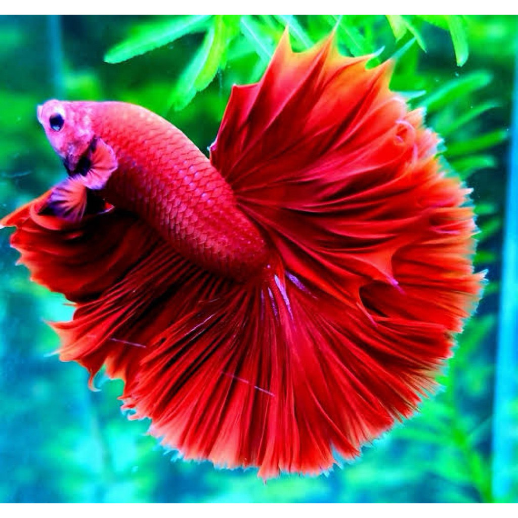cupang halfmoon super red termurah hiasan aquarium