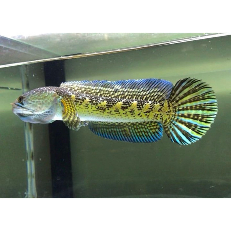 Auranti baby CB ukuran 3-6cm +bonus pakan