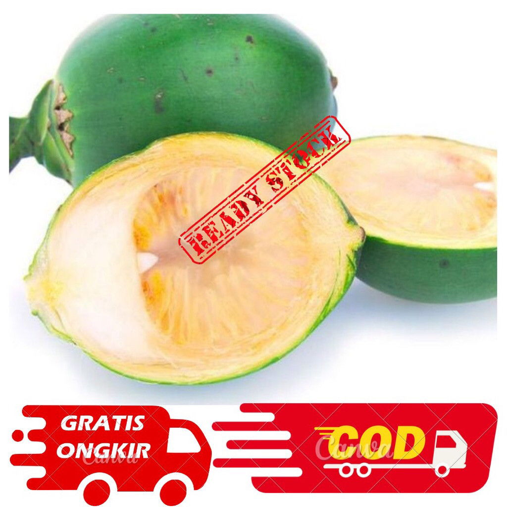 

Promo 500gram Buah Pinang Muda Fresh-Obat Herbal-Penambah Stamina Alami akb