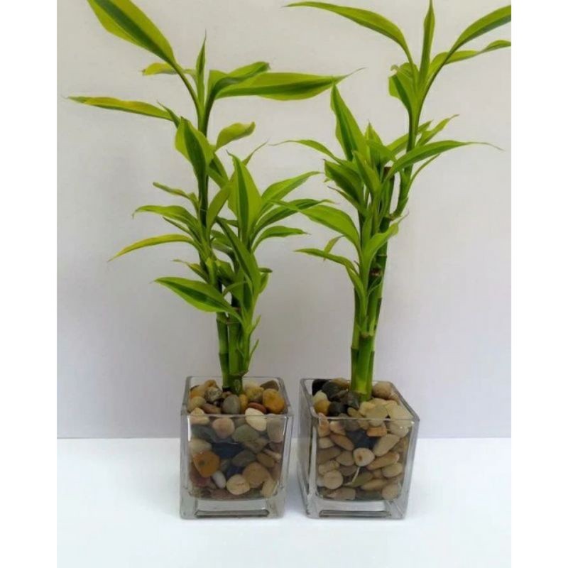 Tanaman hias bambu hoki golden - Sri rejeki golden