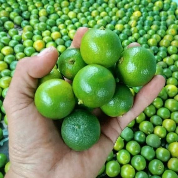 

Jeruk sonkit kasturi 500gr jeruk kunci kip CIU /JERUK PERAS BOGOR petik dan kirim dihari yang sama