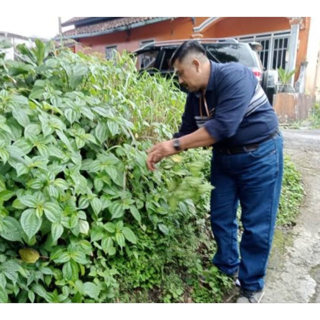 

daun pohpohan 500grm J.Y.A Jy J