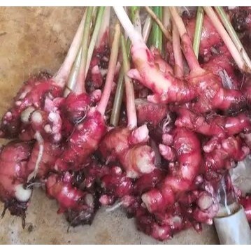 

jahe merah segar per 1kg