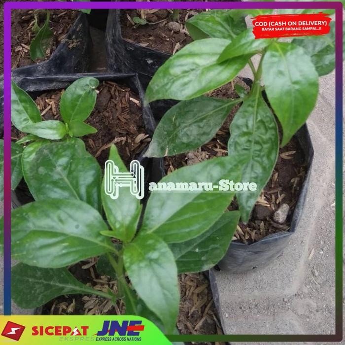 PROMO BIBIT SAMBILOTO l BIBIT HERBAL SAMBILOTO