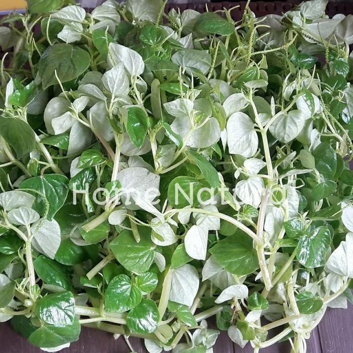 

1kg Daun sirih cina atau ketumpang air - Obat herbal daun sirih cina
