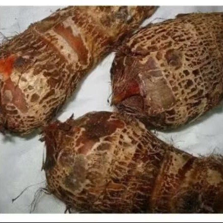 

UMBI TALAS ENAK KEMASAN 1 KG