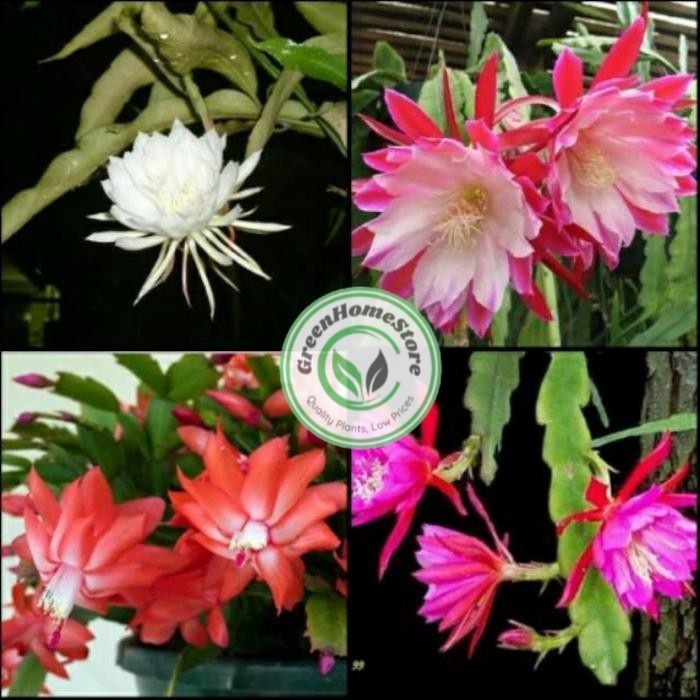 tanaman hias gantung paket 4 macam bunga Wijaya Kusuma