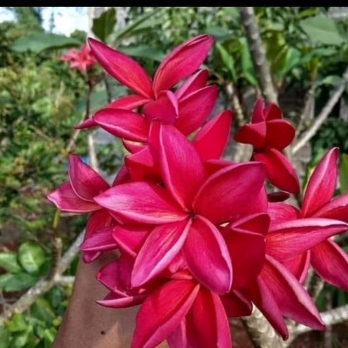 POHON KAMBOJA MERAH FANTA TINGGI 3 METER BATANG BESAR