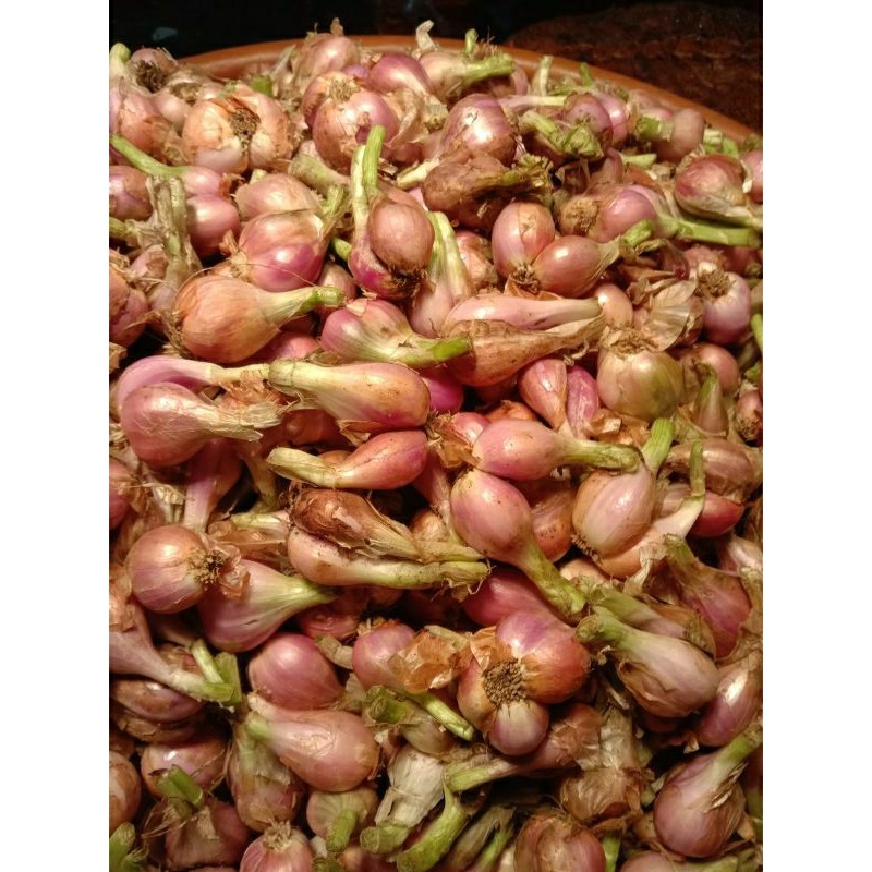 

BAWANG SUMENEP ASLI SEDANG 1KG HARGA GROSIR