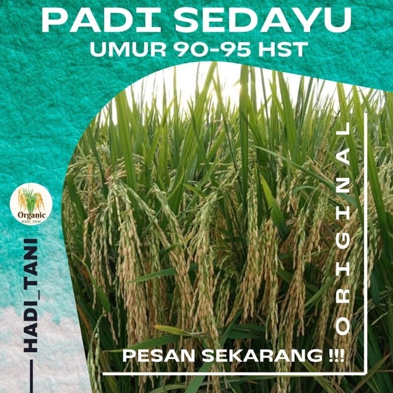 BENIH PADI PREMIUM SEDAYU KEMASAN 5KG