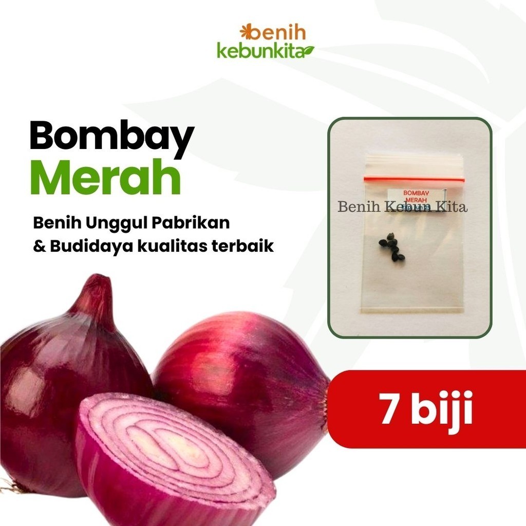 Benih Bibit Tanaman Sayuran Bawang Bombay Merah Onion Red Burgundy