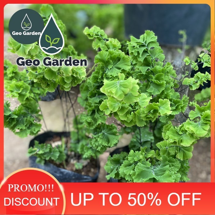 suplir tusuk sate / tanaman pakis suplir tusuk sate