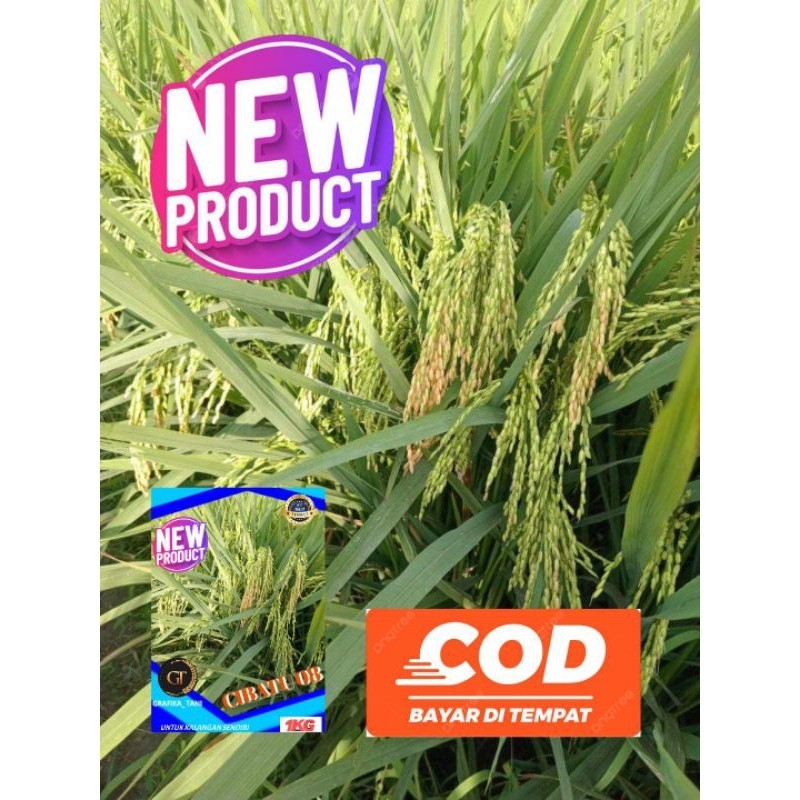 benih padi cibatu 08 kemasan 1kg