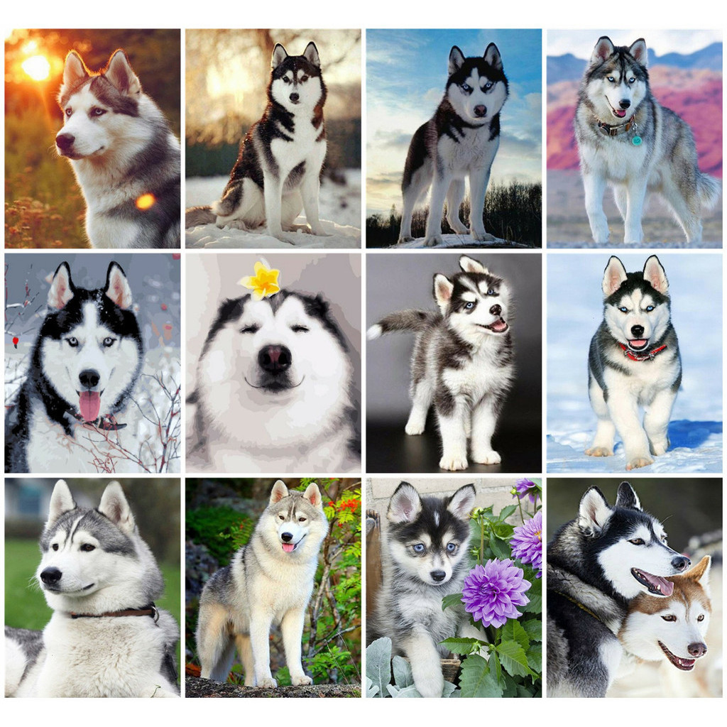 

Paint By Number Animal Drawing On Canvas Hand Painted Paintings Dog DIY Pictures By Numbers Husky Kits Home Decor
