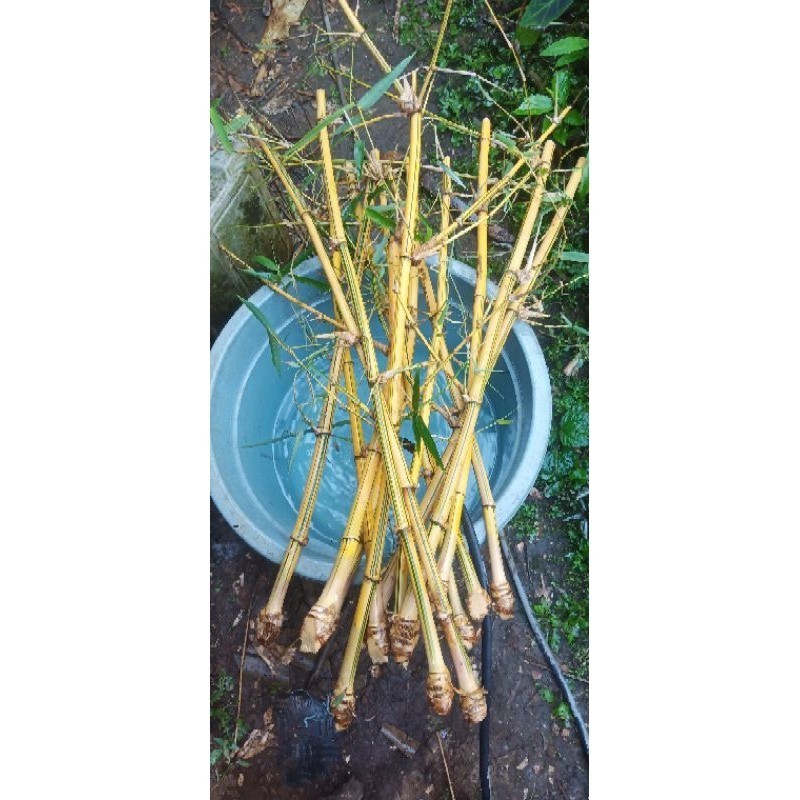 Bibit bambu kuning - bambu ampel kuning berbonggol tinggi 80-100cm