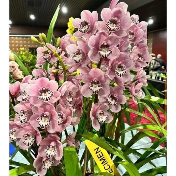 anggrek cymbidium dewasa pink-anggrek cymbidium-tanaman hias hidup
