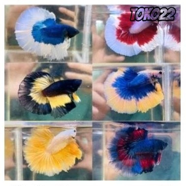 Harga Grosir Ikan Cupang Halfmoon