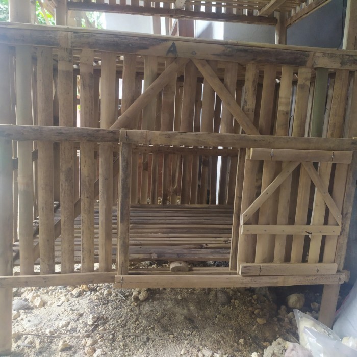 kandang ayam doc ayam bangkok murah