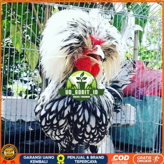 

telur ayam poland hias fertil siap ditetaskan - ayam polan UD_GOBIT_ID