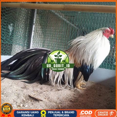 

Telur ayam hias ga tre than chau fertil bisa ditetaskan Langsung UD_GOBIT_ID