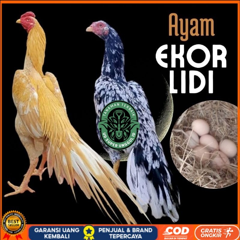 

telur ayam ekor lidi asli original bisa untuk di tetaskan UD_SUPER_UNGGUL_ID