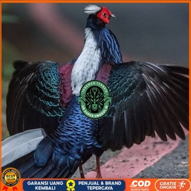 

Telur ayam hias ringneck swinhoe pheasant fertil asli UD_SUPER_UNGGUL_ID
