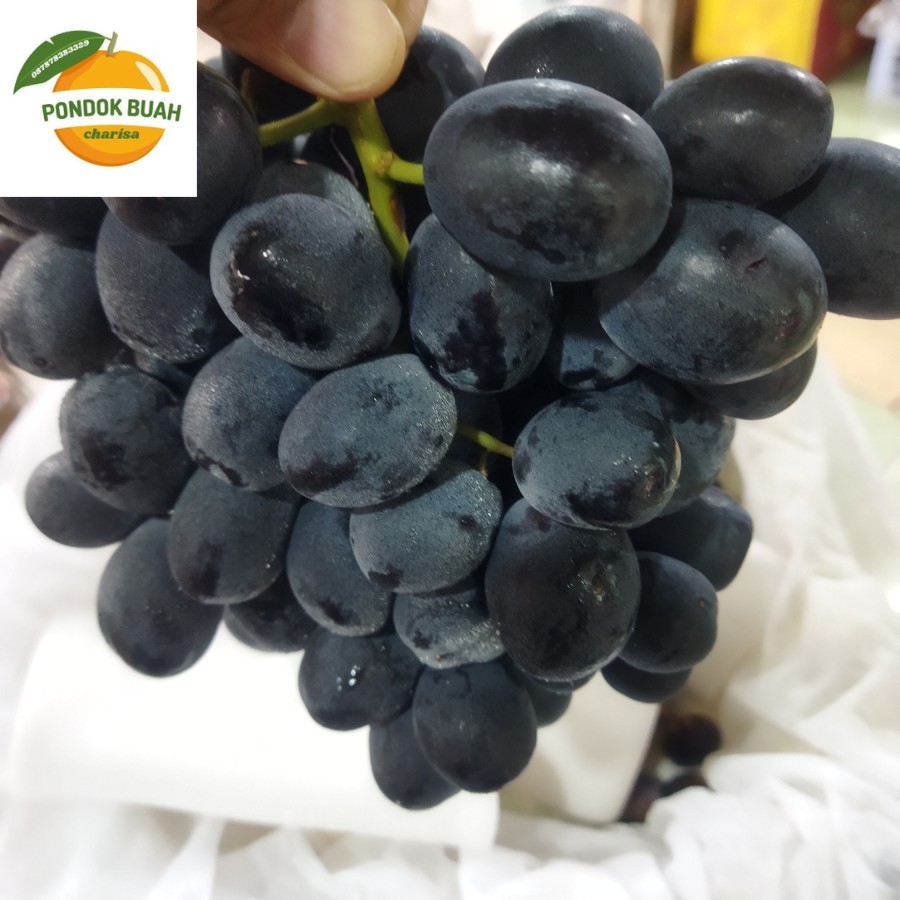 

ANGGUR SAPIRE AUTUM TANPA BIJI 500GR