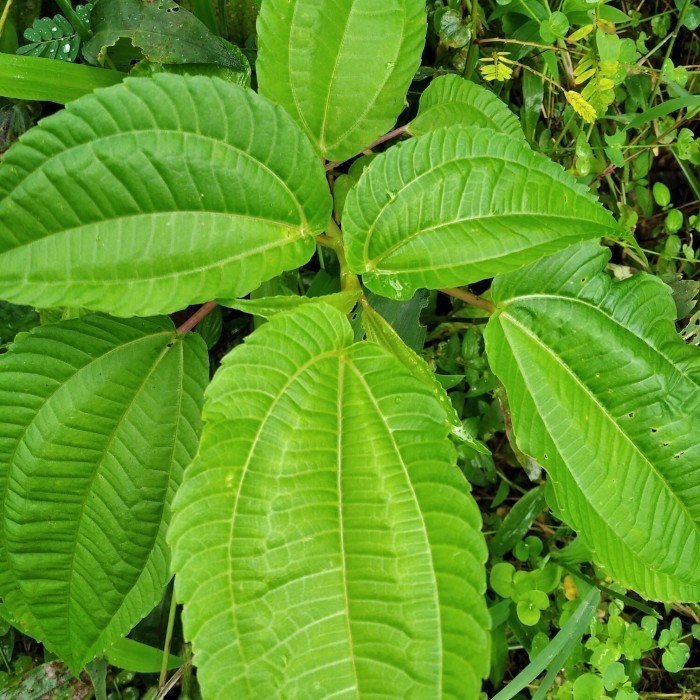 

benih pohpohan bibit pohpohan