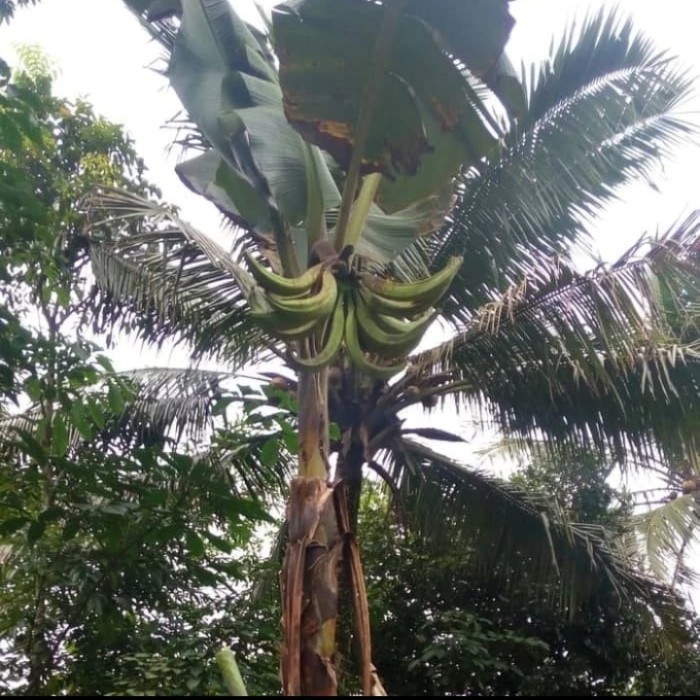 pohon pisang tanduk bibit pohon pisang tanduk